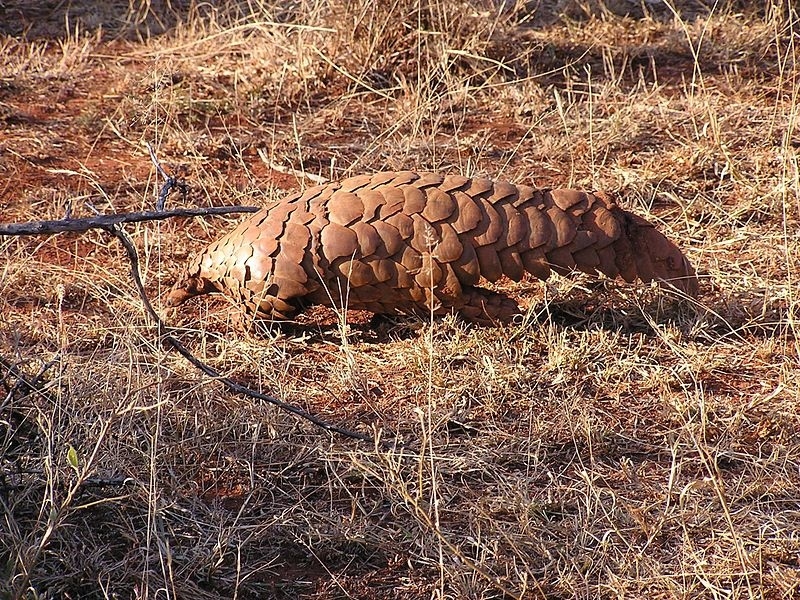 The ground pangolin is found in Africa, especially in the south and east of the continent. Though present over a large area, they are extremely rare due to their endangered designation. They are difficult to spot since they spend much time underground and in dense vegetation. In fact, the ground pangolin is the only species that is entirely terrestrial.