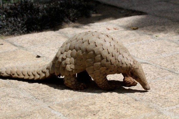 7 Pangolin Species You Need To Know About