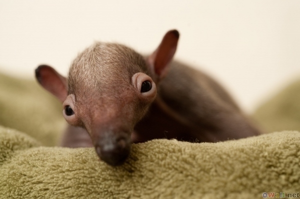 The infant anteater, on the other hand, is born with extremely swollen eyelids and a toupee-like layer of fine hair upon its tiny skull.