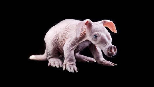 4 Differences Between Aardvarks And Anteaters