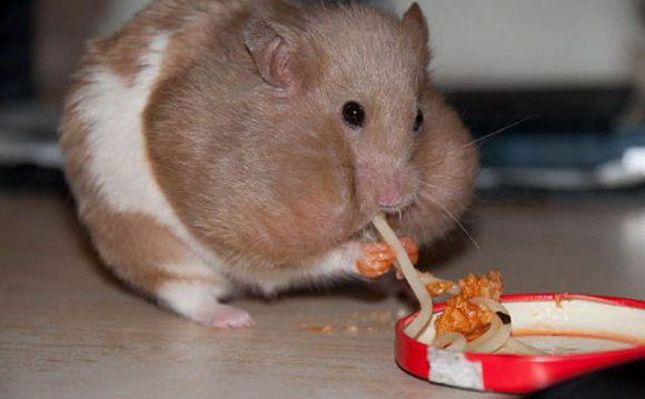 warmie hamster