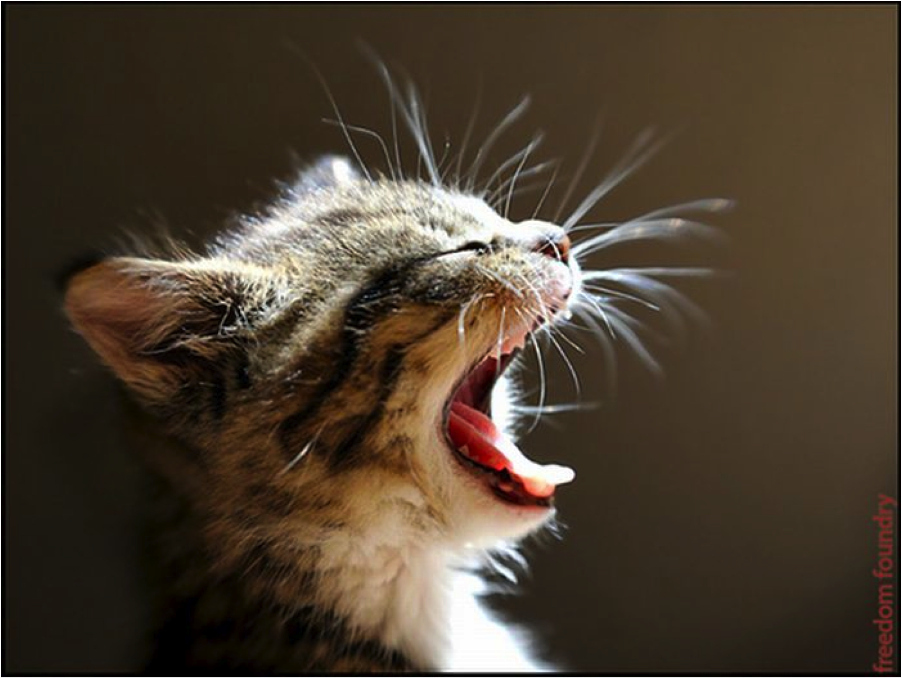 This kitten is yelling to the universe, "what are you trying to tell me, universe?"