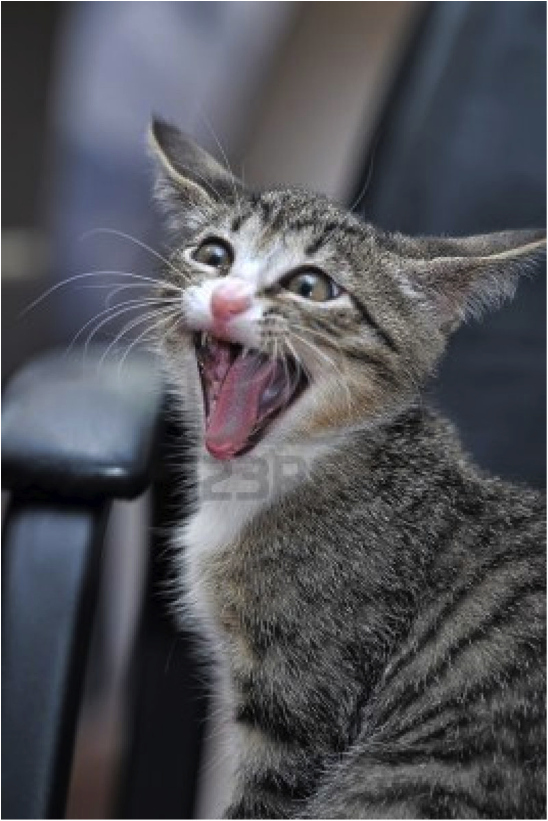 This kitten literally JUST TOLD YOU not to talk about the new Game of Thrones episode in front of her!
