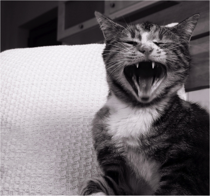 This cat is yelling at you because he is your best friend and he loves you but you seriously need to get your life together.