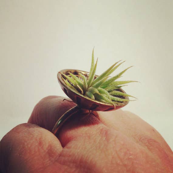 Technically these are air plants, which aren't the same as succulents, but they're often displayed together and most importantly, this ring is the coolest thing I've ever seen.