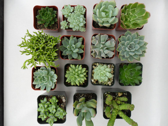 Even if you're not in place (mentally or physically) where taking care of a pet makes sense, having a plant can make it feel like you're capable of keeping something besides yourself alive. Succulents are super difficult to kill/perfect.