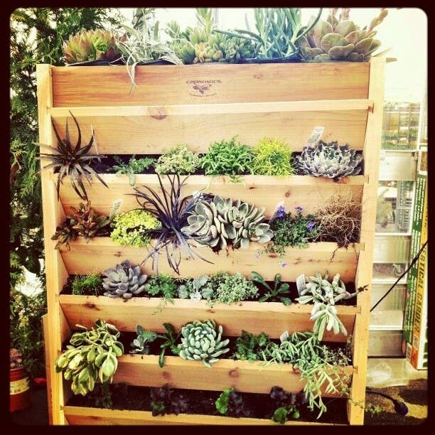 As long as they're kept in sunny spots, they only need to be watered about once a week in the summer and once a month in the winter.
