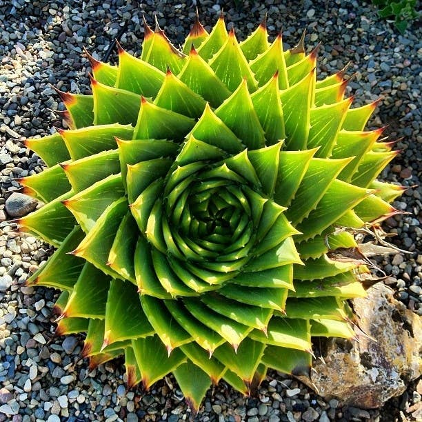 'Sup Fibonacci.