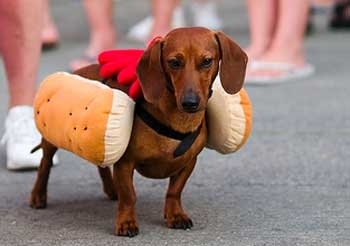 15 Dachshunds Dressed As Hot Dogs