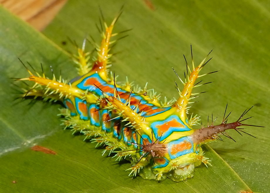 The wattle cup caterpillar's sting is said to be worse than three wasp stings, it looks like it listens to screamo and colours itself in with sharpies. Then it grows up into the most boring looking moth you have ever seen.