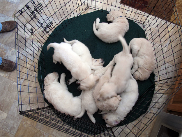 One of these English Golden Retriever puppies, photographed on Feb. 1, 2013 in Fond du Lac, Wis., will be trained to become a therapy dog for a teenager who was severely injured in a fall from a Wisconsin amusement park ride in 2010. Actor Charlie Sheen says he's donating $10,000 for the dog's training and other expenses.