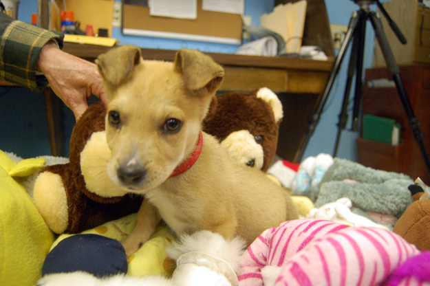 In this Feb. 19, 2013 photo, “Scooby” is one of the first puppies to enjoy the stuffed animals from Newtown, Conn. that were sent to the Aiken County Animal Shelter in Aiken, S.C.
