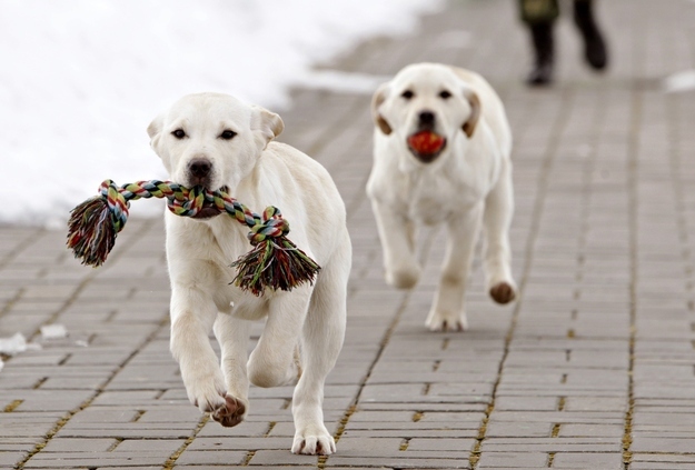 Labrador puppies are trained at a frontier guards' cynology centre near the town of Smorgon, some 140 km (87 miles) northwest of Minsk, March 1, 2013. Exercises at the centre prepare instructors and train dogs for guarding Belarus' border. Puppies and dogs, which don't meet requirements for the service at the border, can also be sold to civilians.