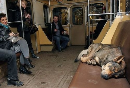 There you can walk with your dog on the subway. And if you HATE animals, keep calm, 'cause the Germans dogs are born with an implant of Cesar Millan in their heads and are incredibly docile and polite.