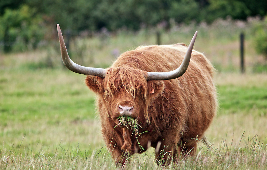 12 Highland Cows That Look Like Jeff Spicoli