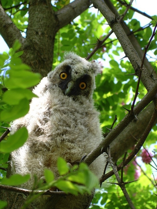 15 Woodland Animals Who Are Delighted Summer Has Arrived