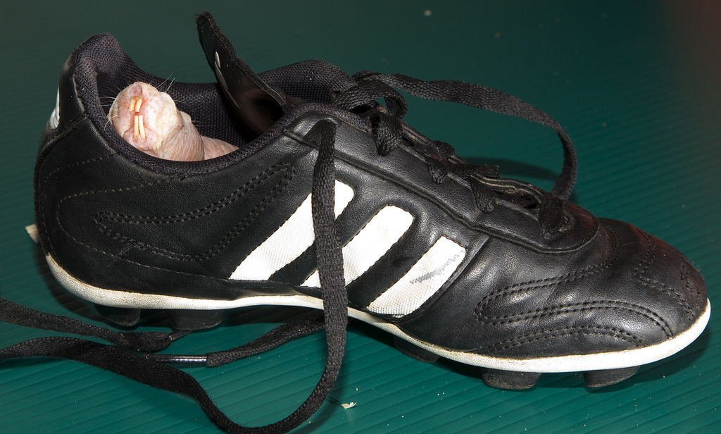 In this metaphor, the dirty soccer cleat represents disease.