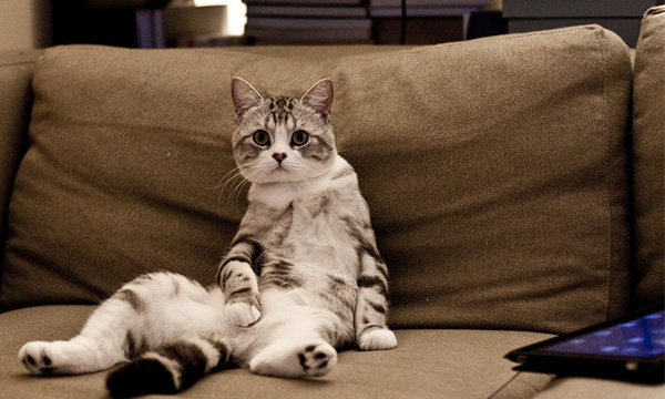 You were on your computer all day at work (surfing BuzzFeed). When you get home you just want to relax on the couch, put your feet up and watch some TV—while reading BuzzFeed on iPad or iPhone.
