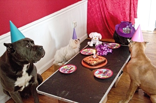 What the EFF, you guys. Seriously... who invited a fake poser dog to our birthday? Look at her... she’s SYNTHETIC. Like really? Really?!