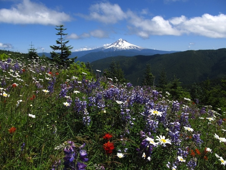 The Paradise Park loop from Timberline Lodge offers some of the best views of Oregon’s tallest peak, Mt. Hood. The 12-mile part loop part there-and-back, gives hikers the chance to march along fields of broadleaf lupine and other wildflowers (if you time it right) and takes you through ZigZag Canyon, giving this day hike a little bit of everything. From beautiful flowers, canyon exploration, and views of the dormant volcano Mt. Hood, all in one day, it doesn’t get better than the Paradise Park Loop.