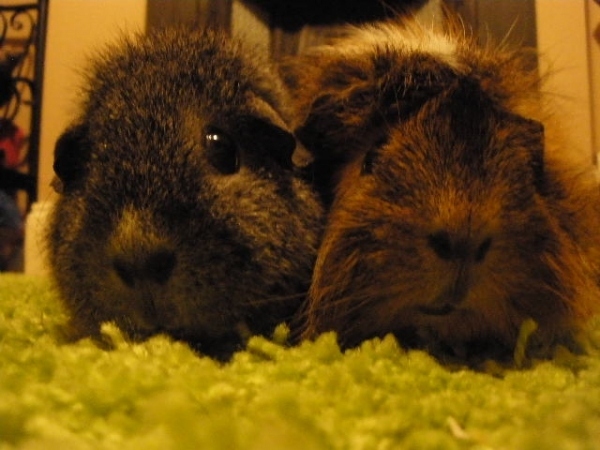 Here's Sunny and Freddy - getting cosey