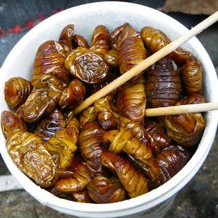 23 Unexpected Cultural Delicacies From Asia Here are some weird asian. 23 unexpected cultural delicacies from asia
