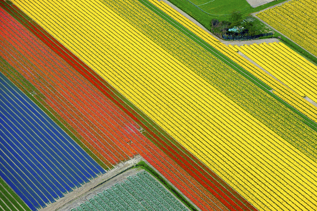 Tulip fields - Lisse, Netherlands