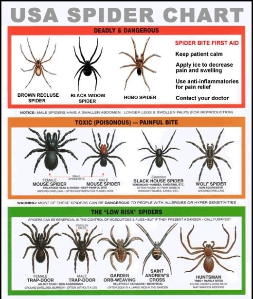 Study up on which spiders to be legit scared of and which are just creepy.