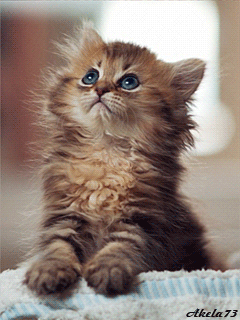 Purrr-lease! Let me urrrrrt!