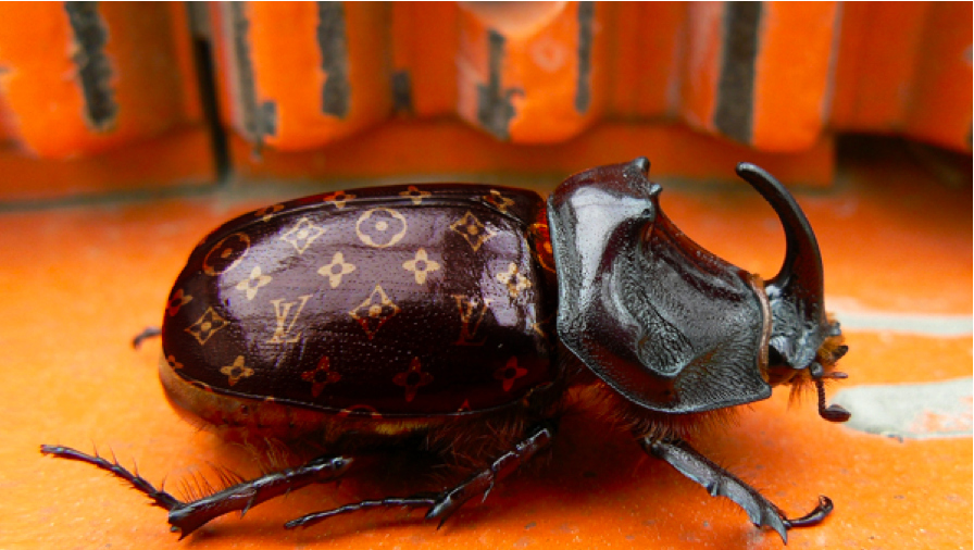 The handbug every woman wants.