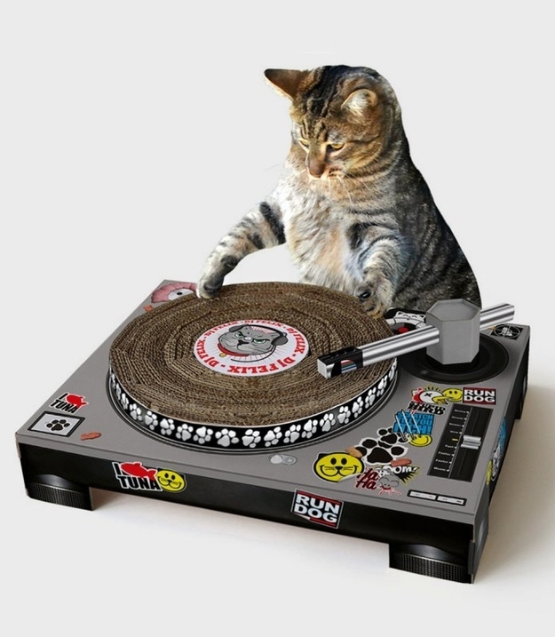 You know, if you want your cat to be as indie as you are.