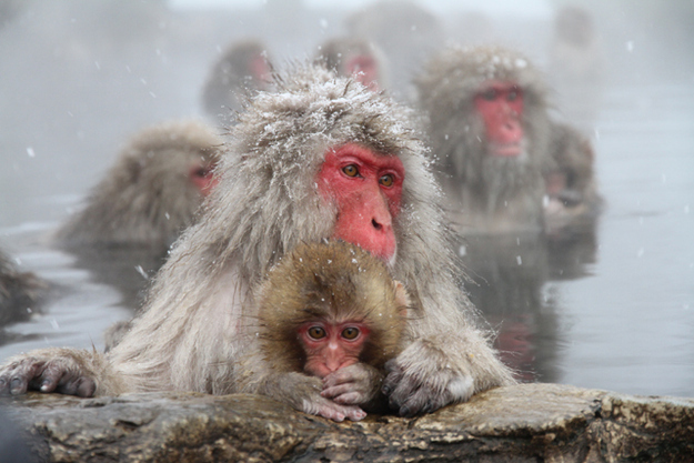 Jigokudani is famous for attracting large population of Japanese Macaques (commonly known as "snow monkeys") to sit in its warm hot springs during winter.