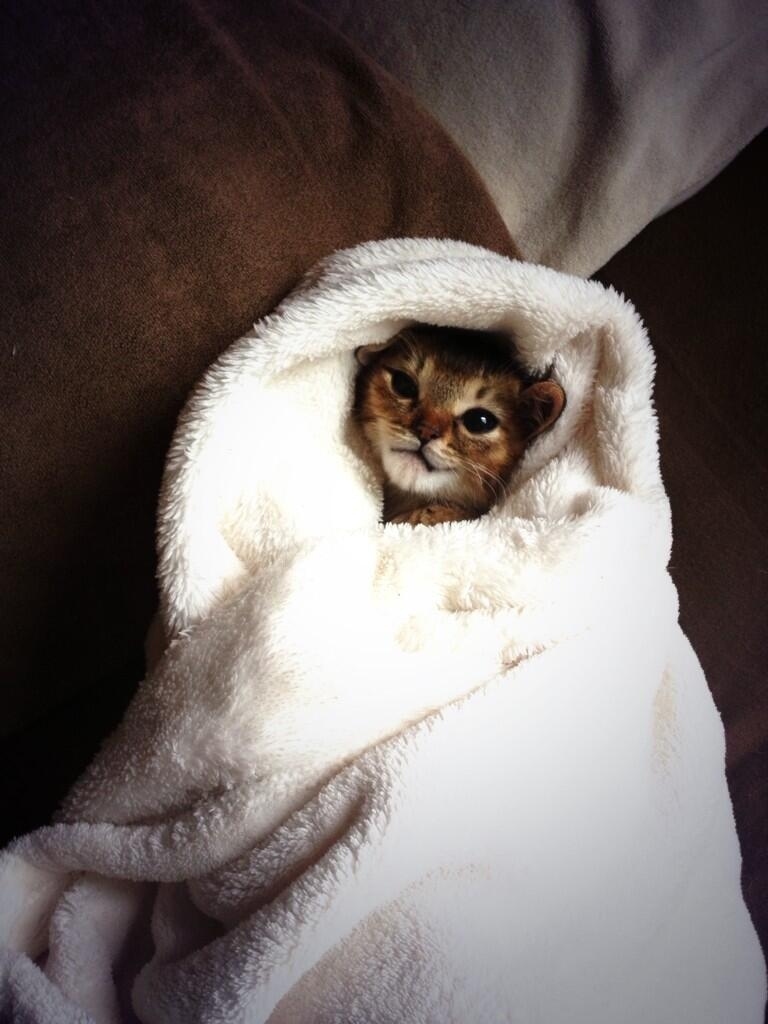 August 14th, 2013@jessiepon: "Wasabichan got wet from being around Ponchan when she was taking a shower! Keeping warm in the blanket."