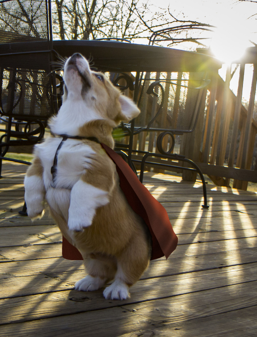 Voted the Most Influential Corgi of 2012, Otis definitely deserves a week long marathon on Discovery for dancing and having a great time somewhere in the world. Imagine all his dog friends on their own version of "I Escaped Corgis (And Cried to Talk About It)!" America's crime rate would probably drop dramatically if there was an Otis the Corgi week.