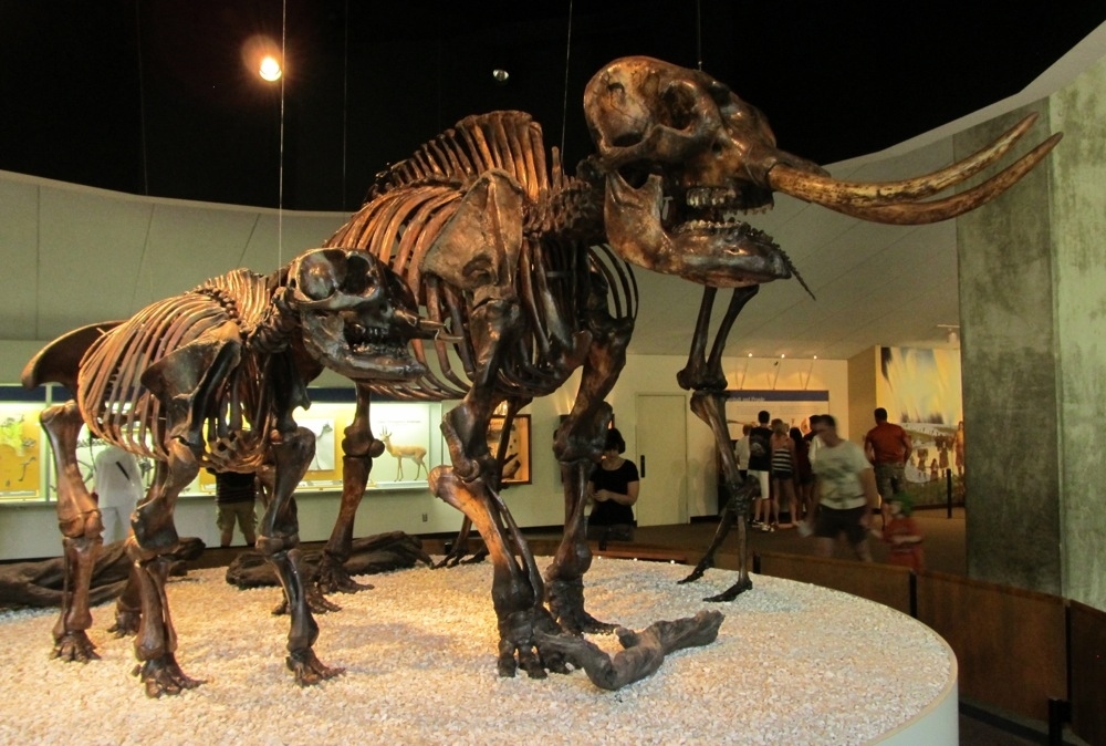 Mastadons went extinct about 10,000 years ago.