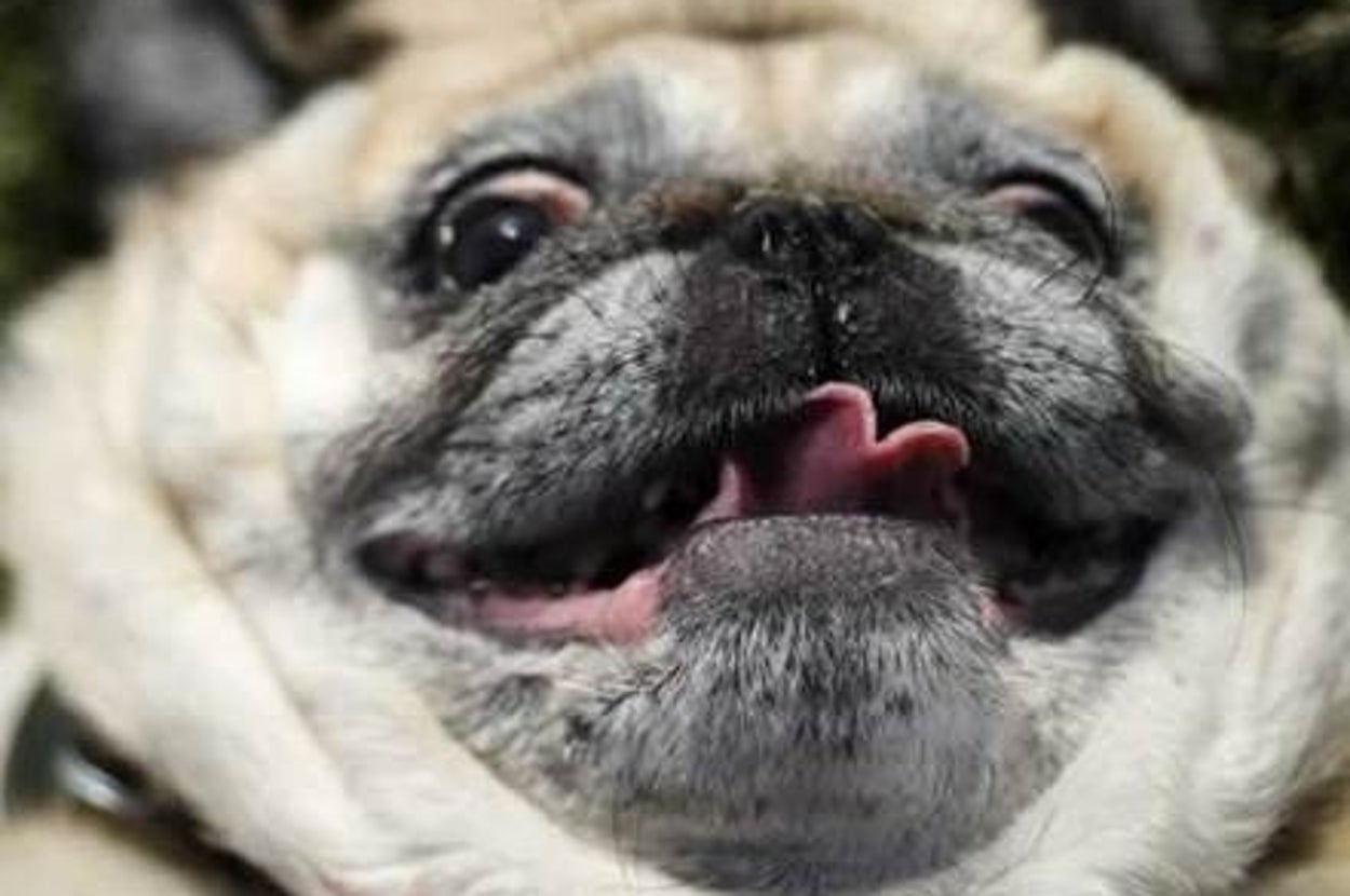 Pug Creature 41 Reasons Why Pugs Are The Most Majestic Creatures On Earth