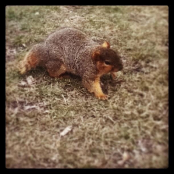 You were a good squirrel, buddy! Have fun in squirrel heaven!