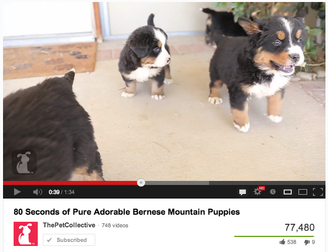 98.33% of people think that bernese mountain dogs are the bee's knees. 1.67% of people are emotionless psychopaths.
