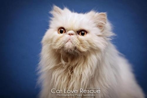 Cat Love Chino Hills: Chino Hills, CA
