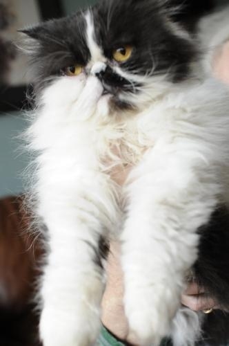 Persian Purebred Purrbaby Rescue, Columbus, OH