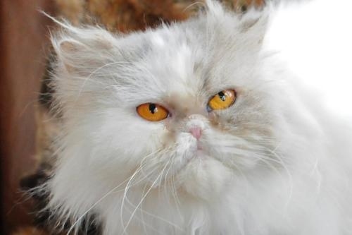 Persian Purebred Purrbaby Rescue, Columbus, OH