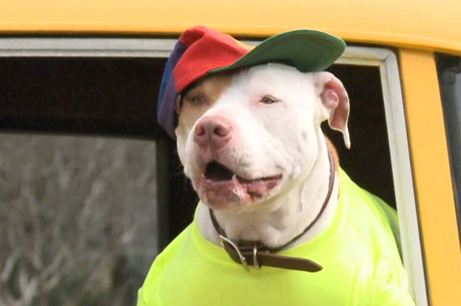VIDEO OF THIS PUPOther dogs might be tired of you playing this game for the 23rd time, but this dog...she can handle it.