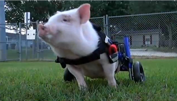 Pig Missing Hind Legs Gets New Wheelchair