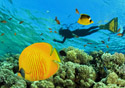 Get off the beaten snorkeling path. Try an adventure that takes you beyond the typical reef scene to some unusual places that will thrill your senses!