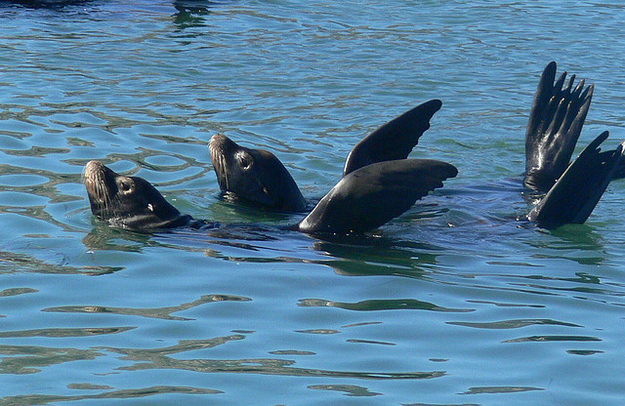 Have you ever watched synchronized swimming when it's not together? Oy.