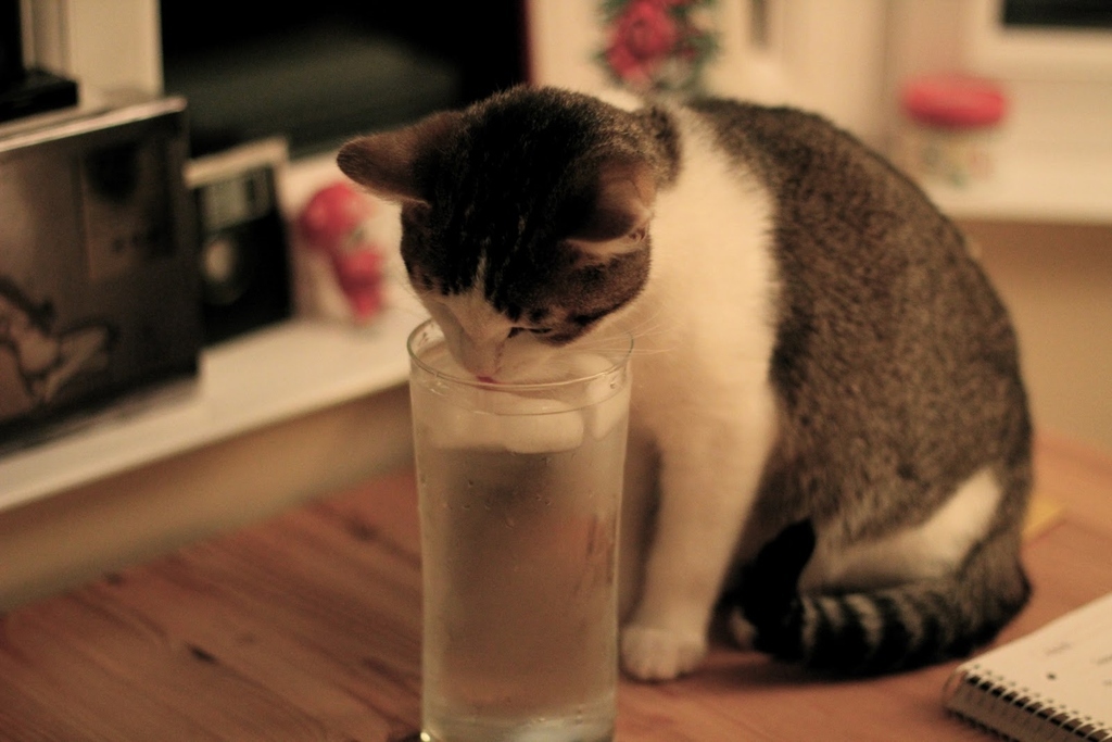 16 Cats Drinking From Cups