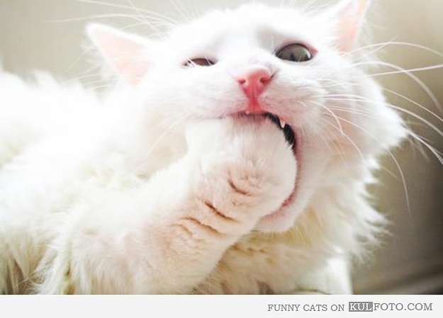 This cat cannot BELIEVE that you just told her to calm down. HOW DARE YOU??