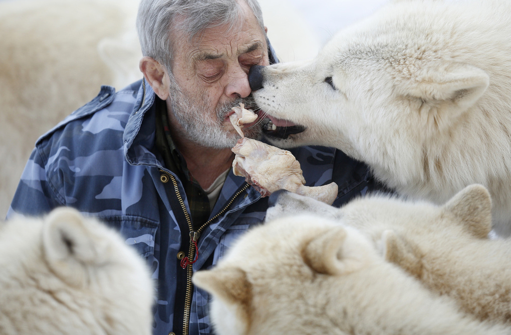 German Wolf Park owner Werner Freund does more than just take care of his wolves - he lives among them, and has asserted himself as the Alpha. This man has a pack of wolves hanging on his every word. He's a national hero.