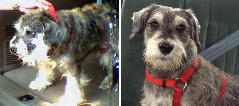 When the Schnauzer Rescue of the Carolinas found Fred, he was covered in mange, had numerous types of worms, and had a skin infection. Now he's all better and visits the local nursing home in his spare time! What a guy.