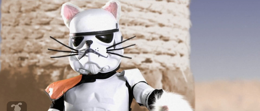 Buckle up, feline-loving fan boys and girls, this actually makes complete sense if you think about it...